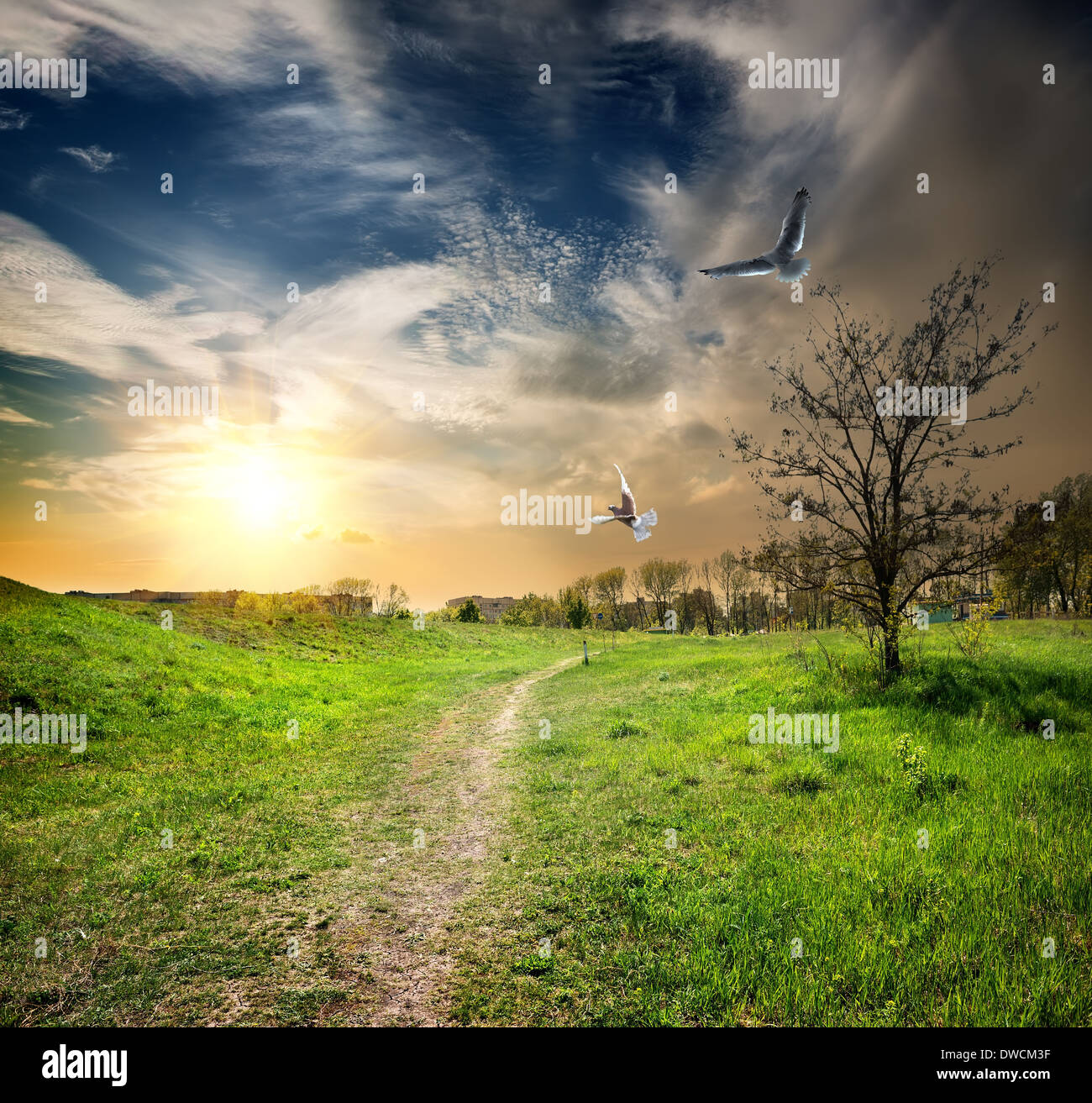 Route de campagne et les oiseaux dans le crépuscule de jour Banque D'Images