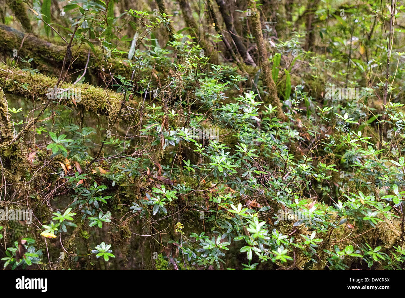 Gordon River, forêt tropicale tempérée, avec Huon Pine, Blackwood, Myrtle & Moss, Strahan, Tasmanie, Australie Banque D'Images