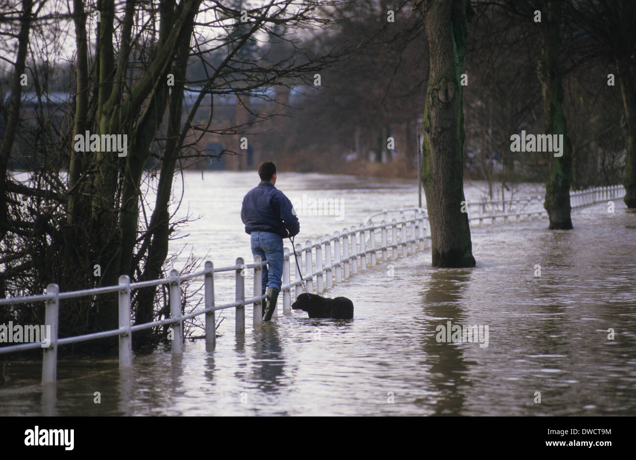 Sans se laisser décourager par les inondations un homme tente de se promener son chien le long du quai en 1993 Ironbridge Banque D'Images