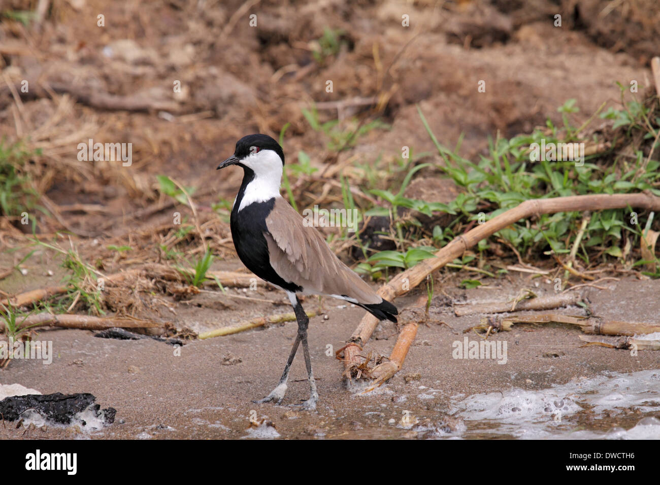 Spur-winged sociable à Lakeside en Ouganda Banque D'Images