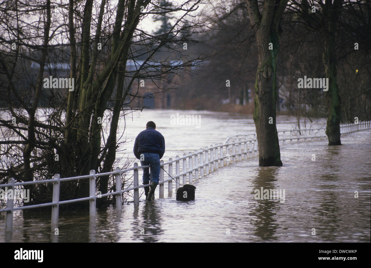 Sans se laisser décourager par les inondations un homme tente de se promener son chien le long du quai en 1993 Ironbridge Banque D'Images