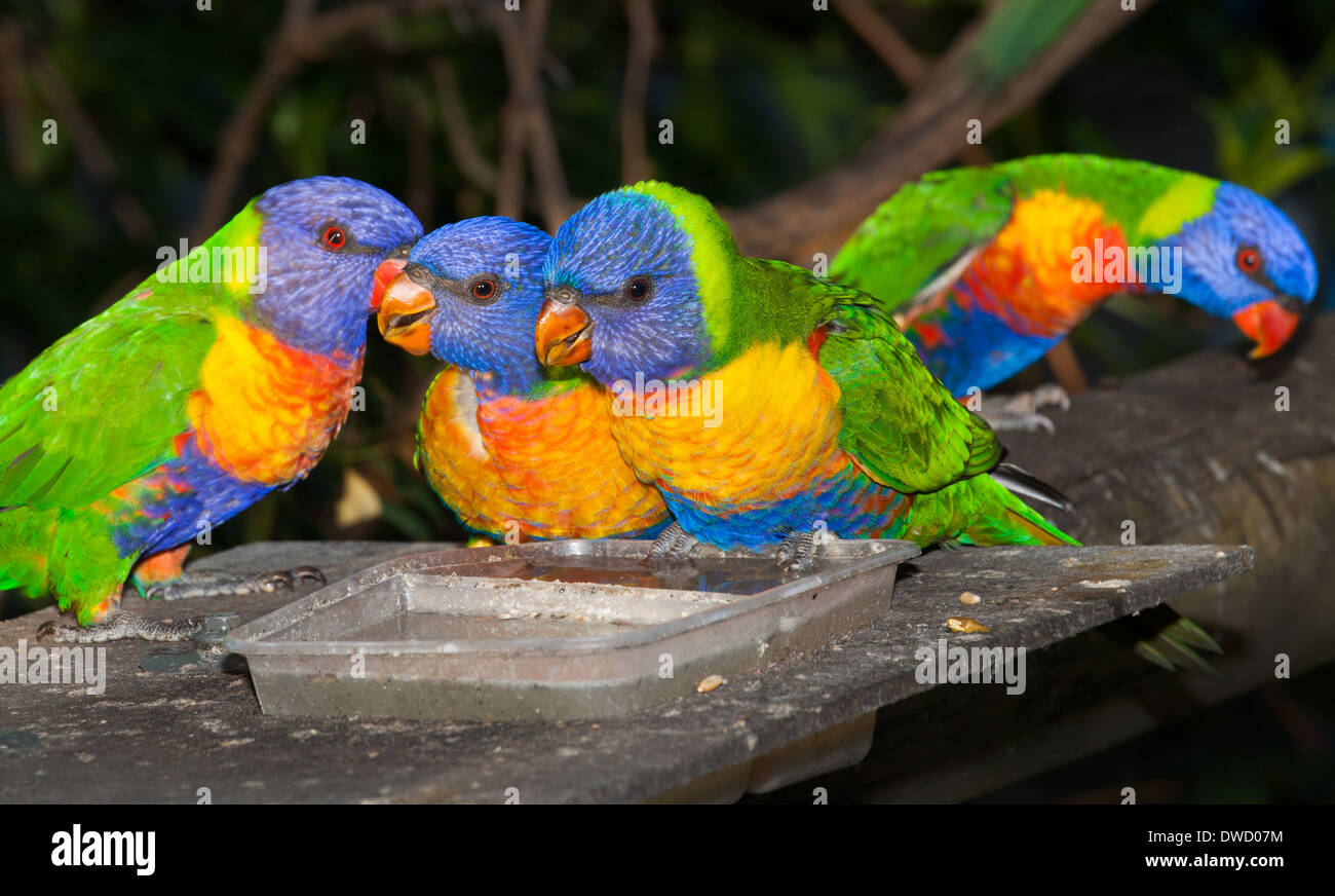 Les lorikeet parrot indigènes communes, souvent gardés comme animaux de compagnie, bruyant et chauds Banque D'Images