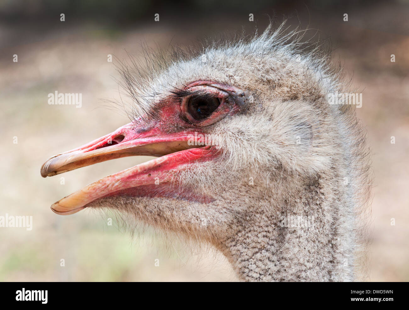 Portrait d'autruche grand oiseau d'afrique Banque D'Images