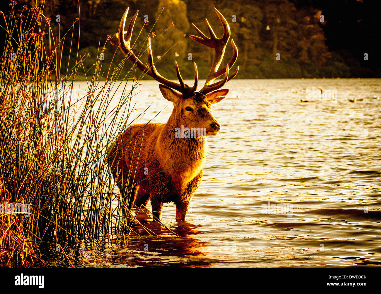 Red Deer mâle debout dans le lac , Parc de Wollaton, Nottingham, Royaume-Uni. Banque D'Images
