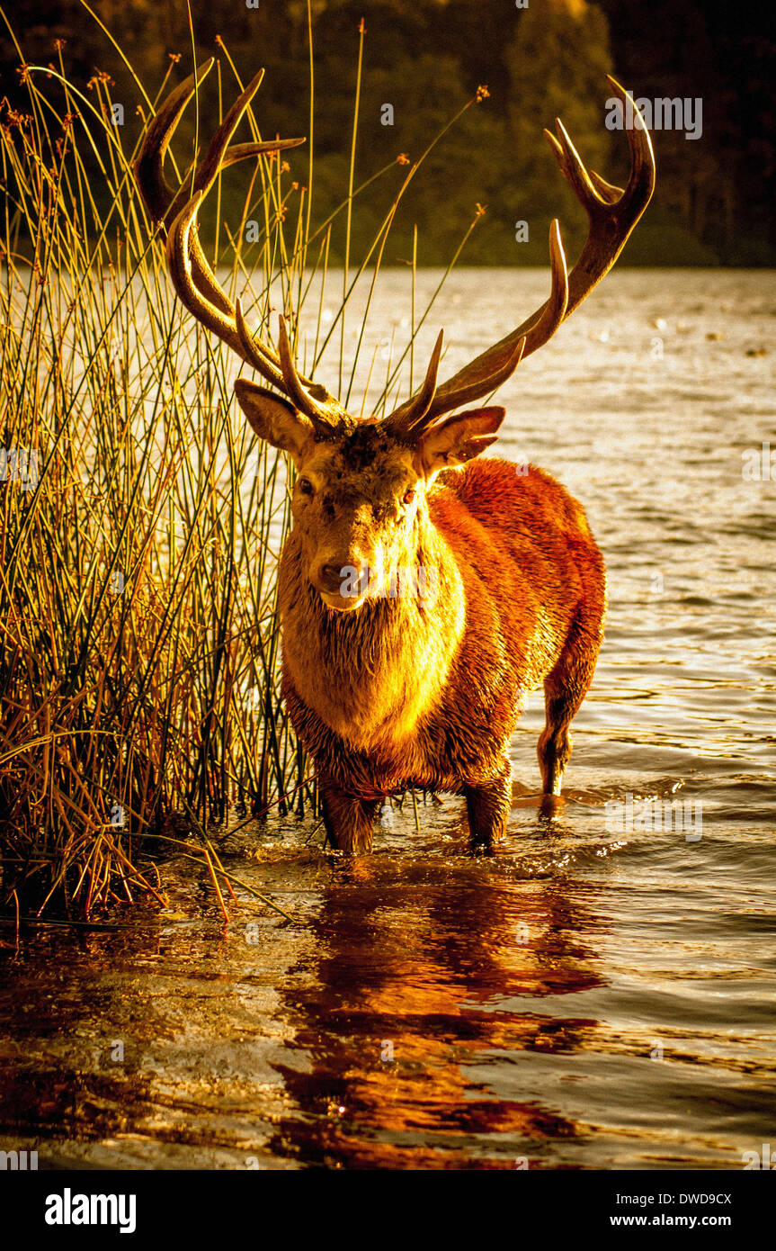 Un cerf solitaire debout dans le lac à Wollaton Park, Nottingham, Royaume-Uni. Banque D'Images