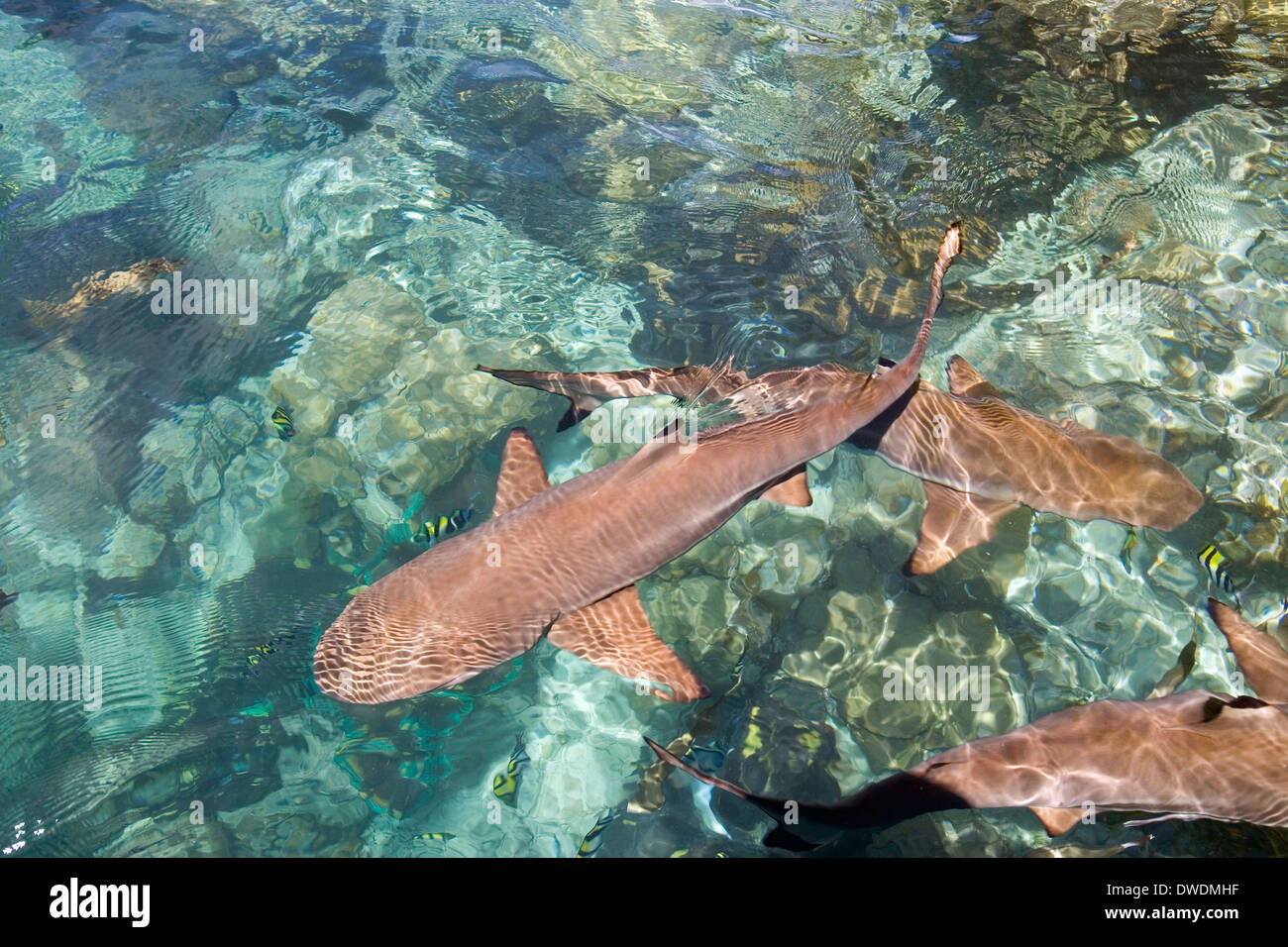 Un essaim de pointe-noire et les requins gris de récif à l'Uepi à Marovo Lagoon Island Resort, Uepi Island, Îles Salomon. Banque D'Images