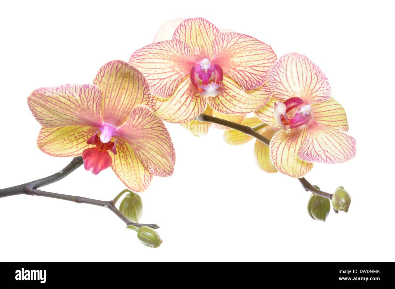 Brindille de fleurs orchidée isolé sur fond blanc Banque D'Images