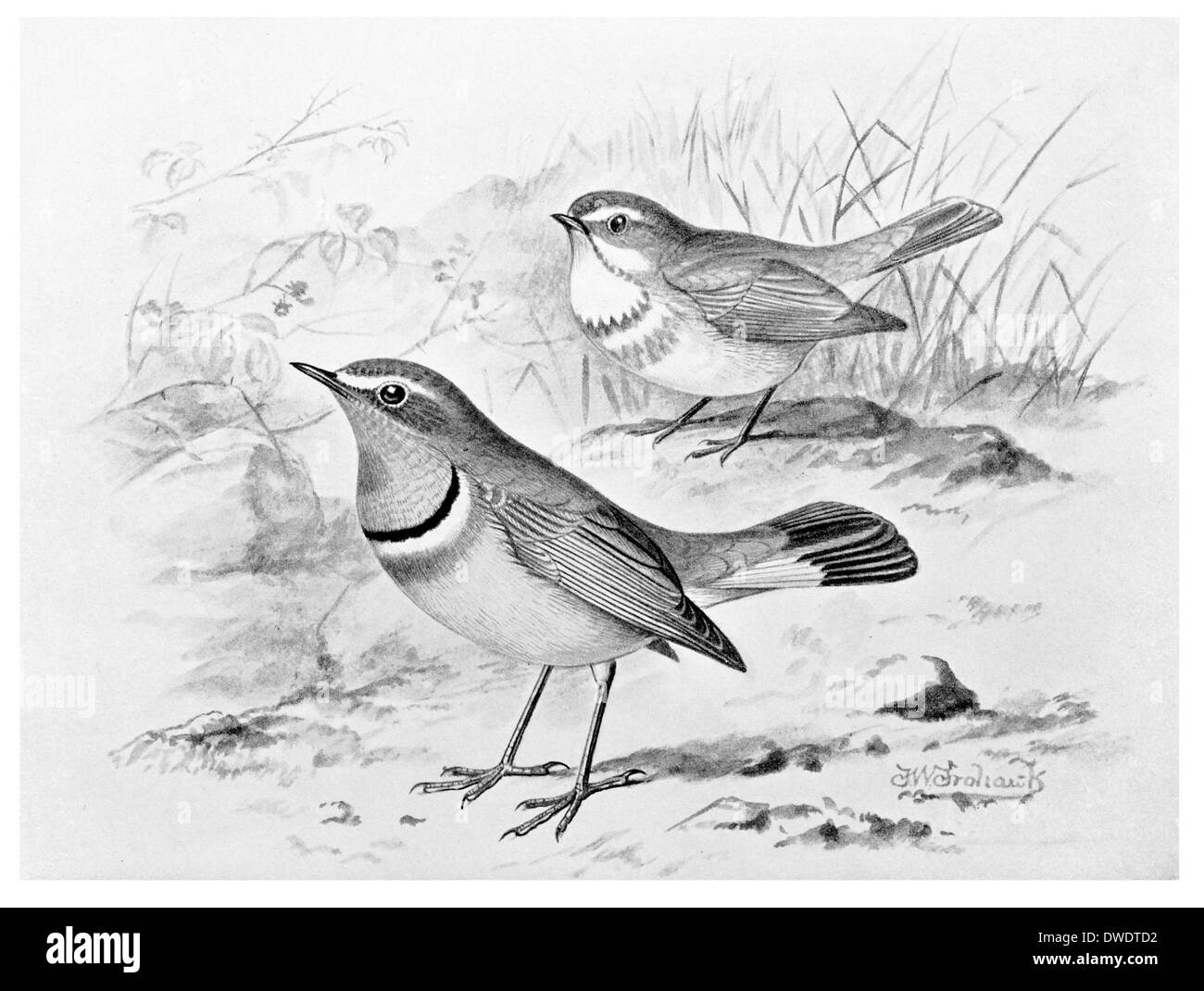 Rouge Gorgebleue Banque D'Images