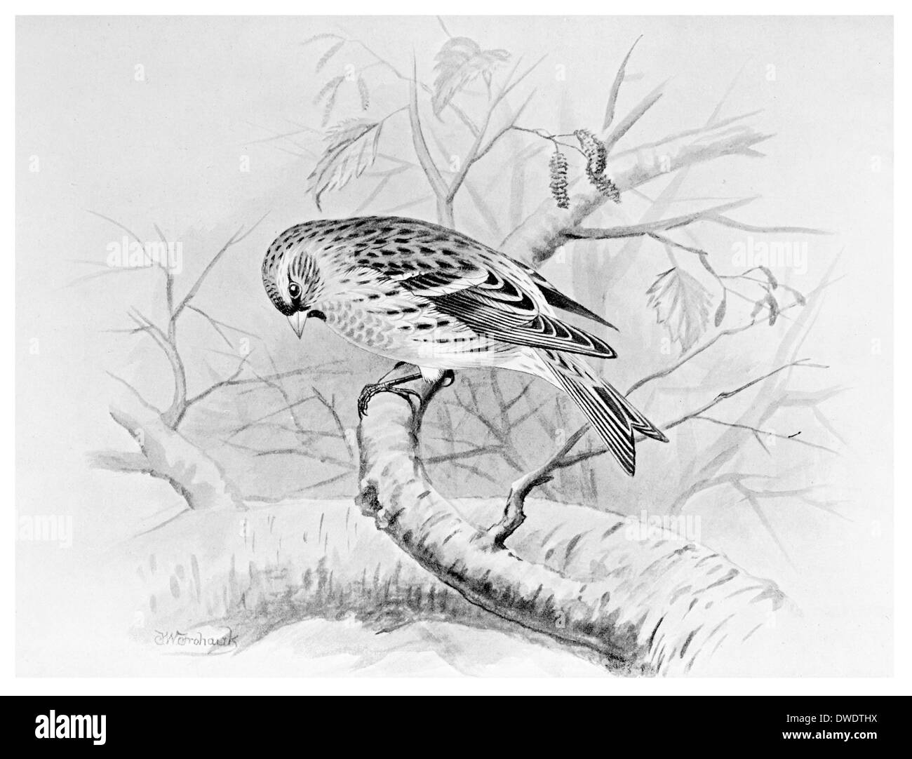 Mealy Redpoll Banque D'Images