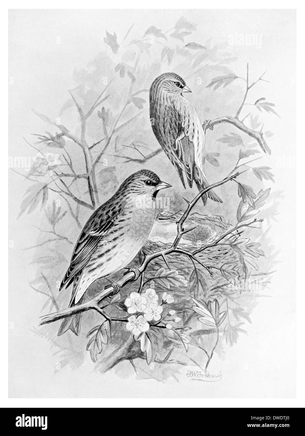 Sizerin Lesser Banque D'Images