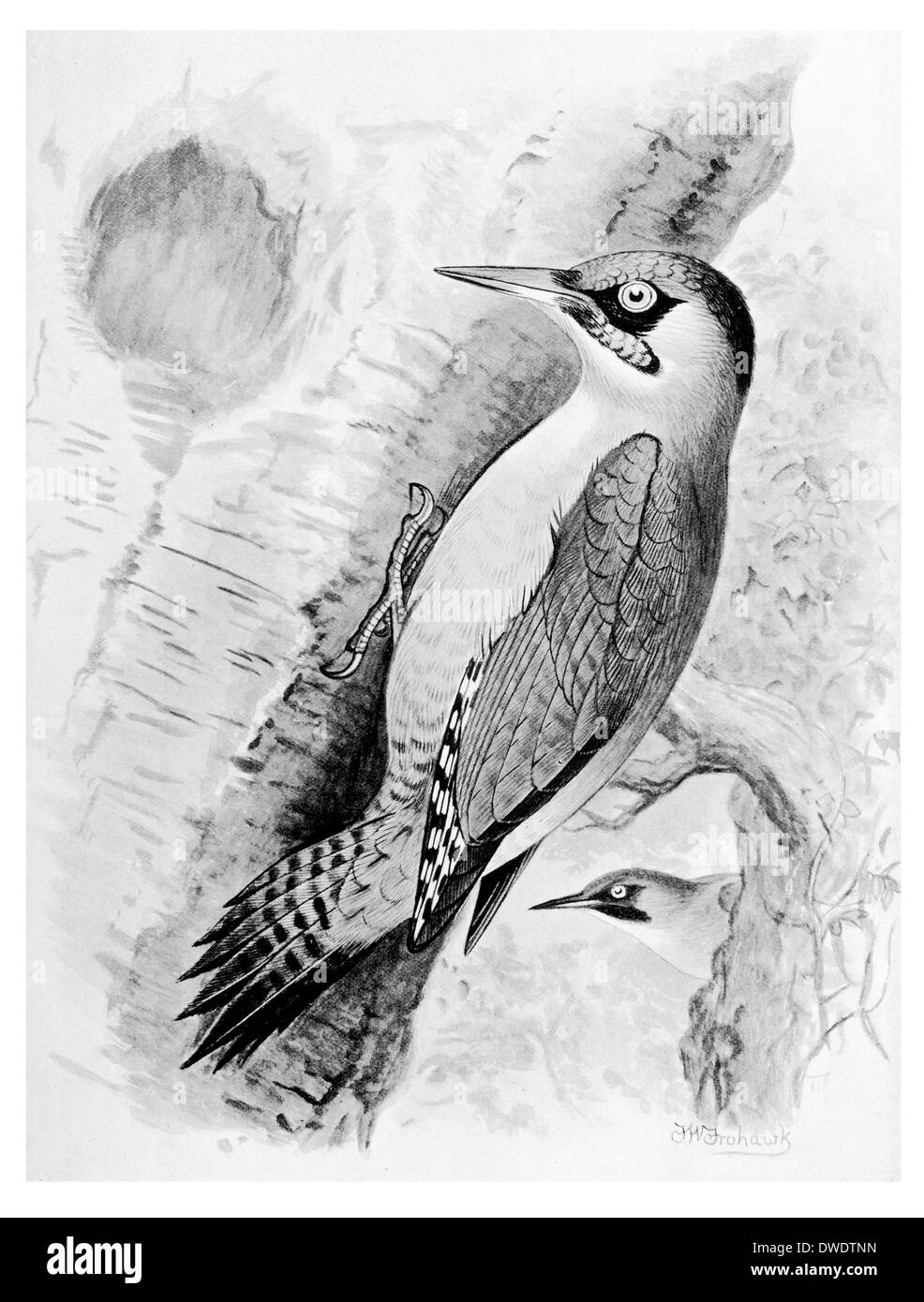 Pic Vert Banque D'Images