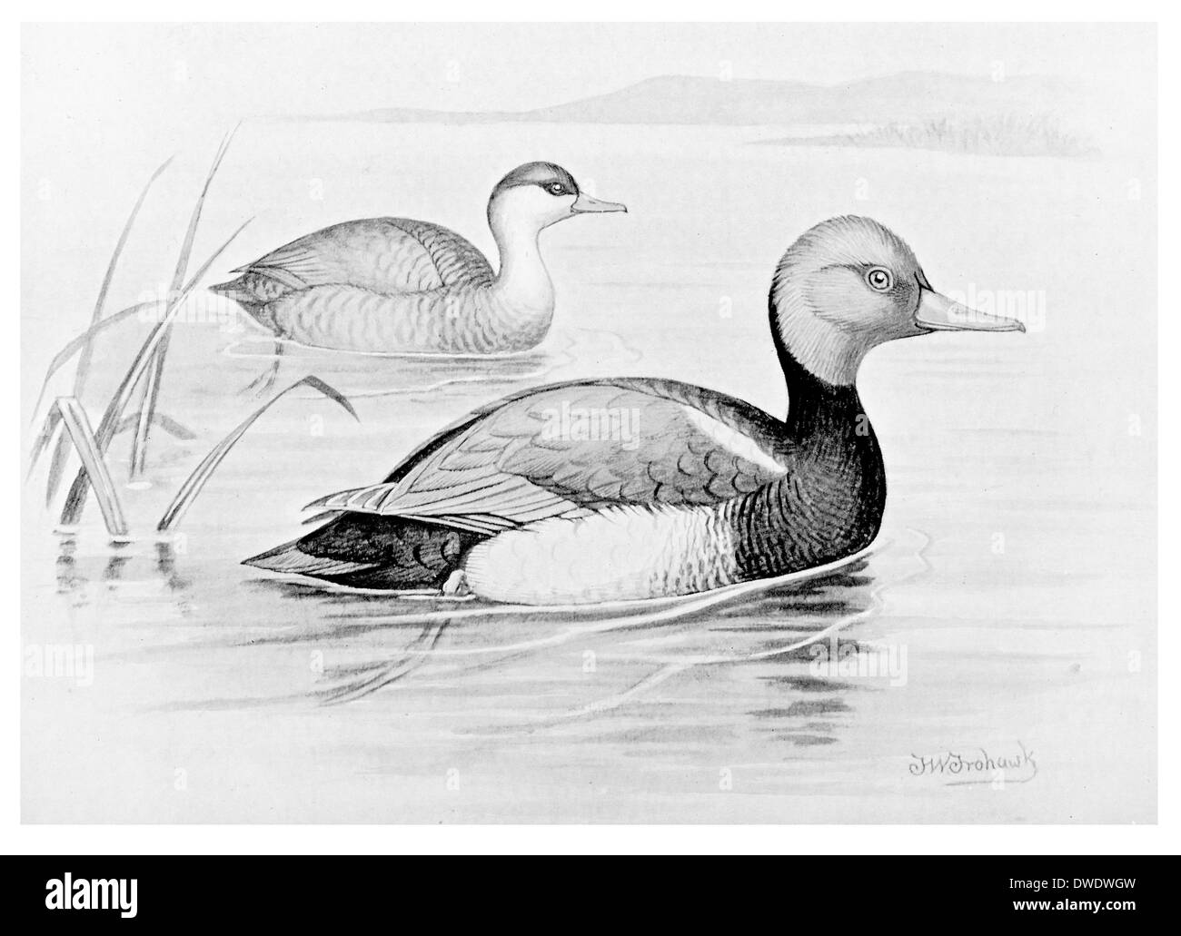 Red Crested Pochard Banque D'Images