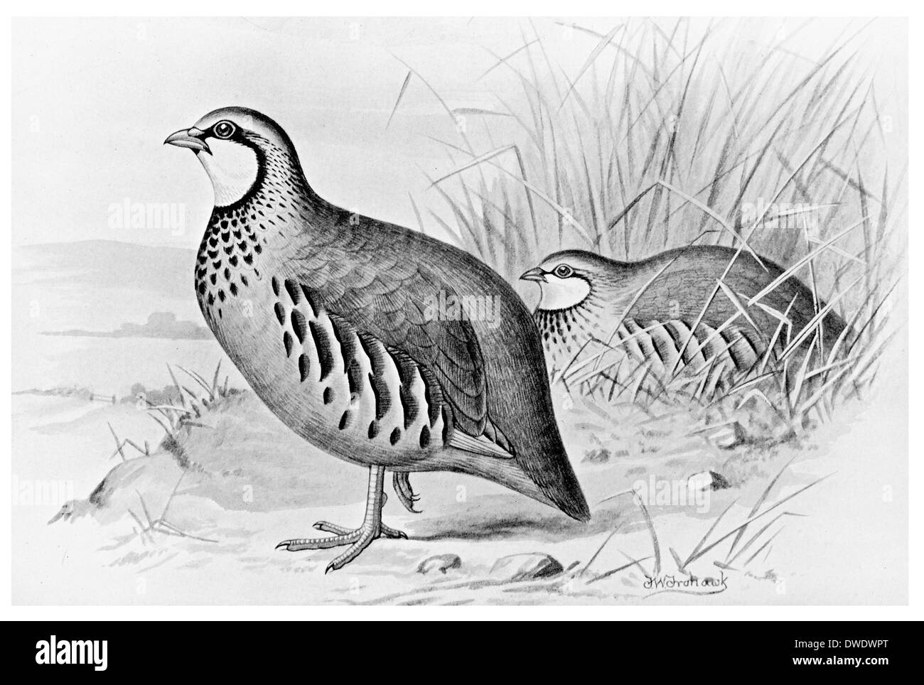 Perdrix à pattes rouges Banque D'Images