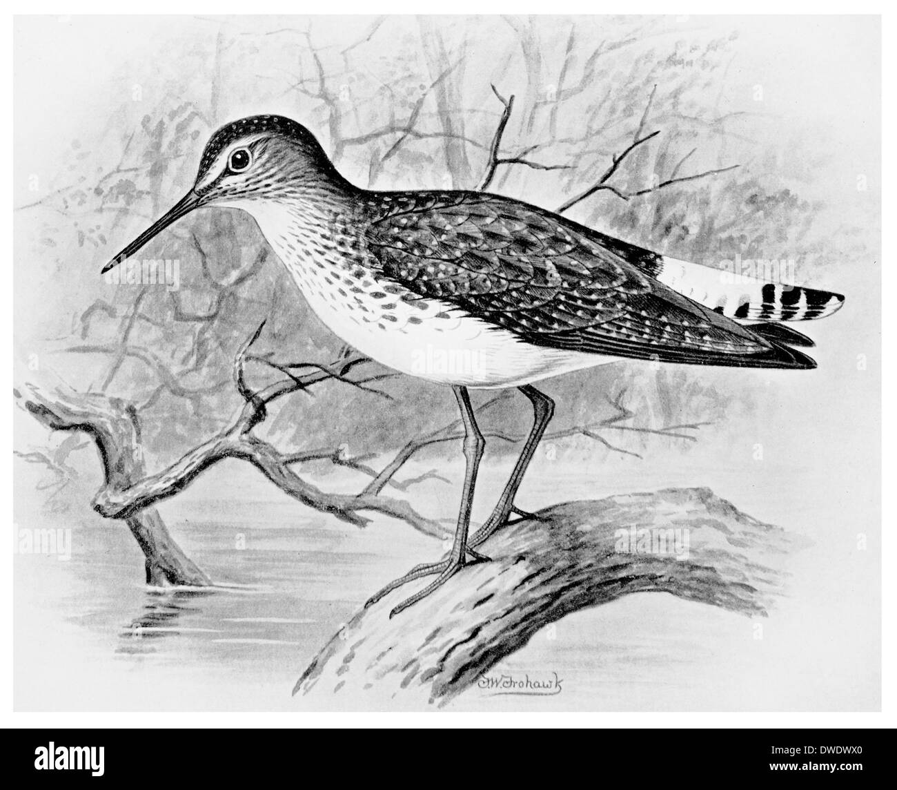 Chevalier vert plumage d'automne Banque D'Images