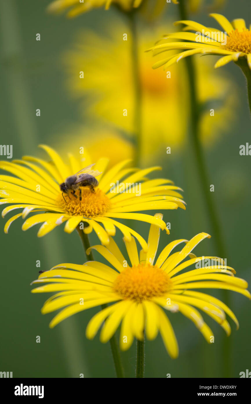 Fleurs de Printemps jaune avec du miel d'abeille. Banque D'Images