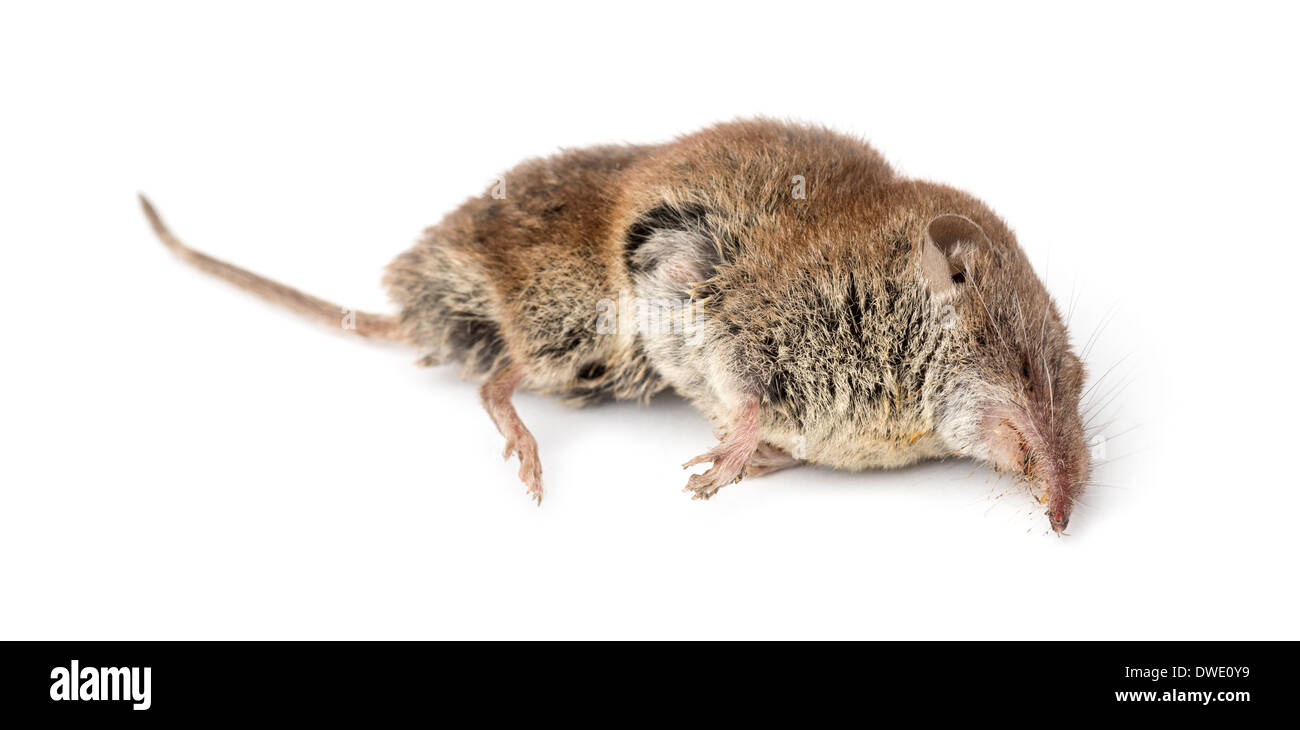 Musaraigne A Dents Blanches Banque D Image Et Photos Alamy