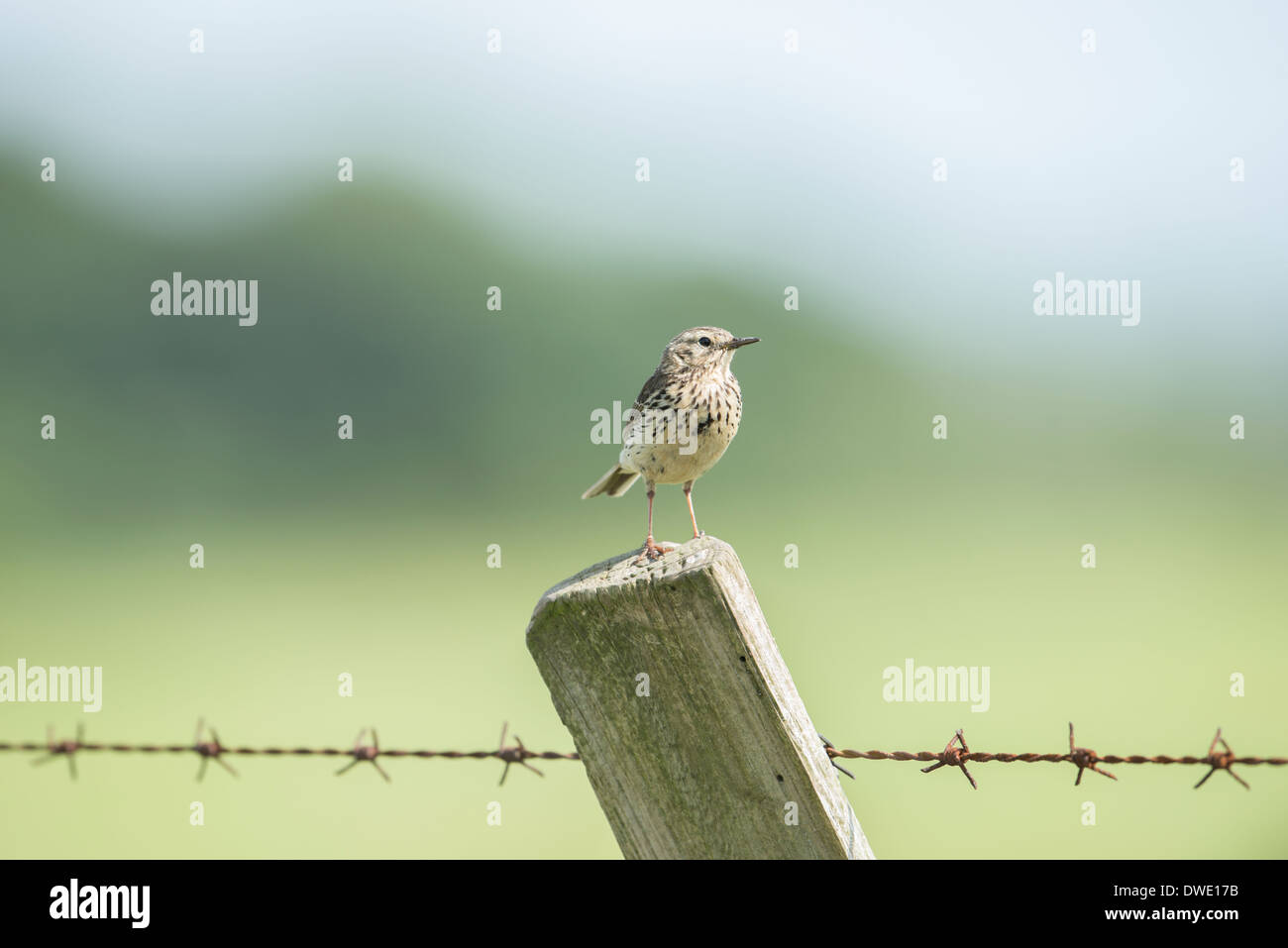 Meadow Pipit spioncelle (Anthus pratensis) sur le poteau de clôture de barbelés dans le parc national de Peak District, Derbyshire. Banque D'Images