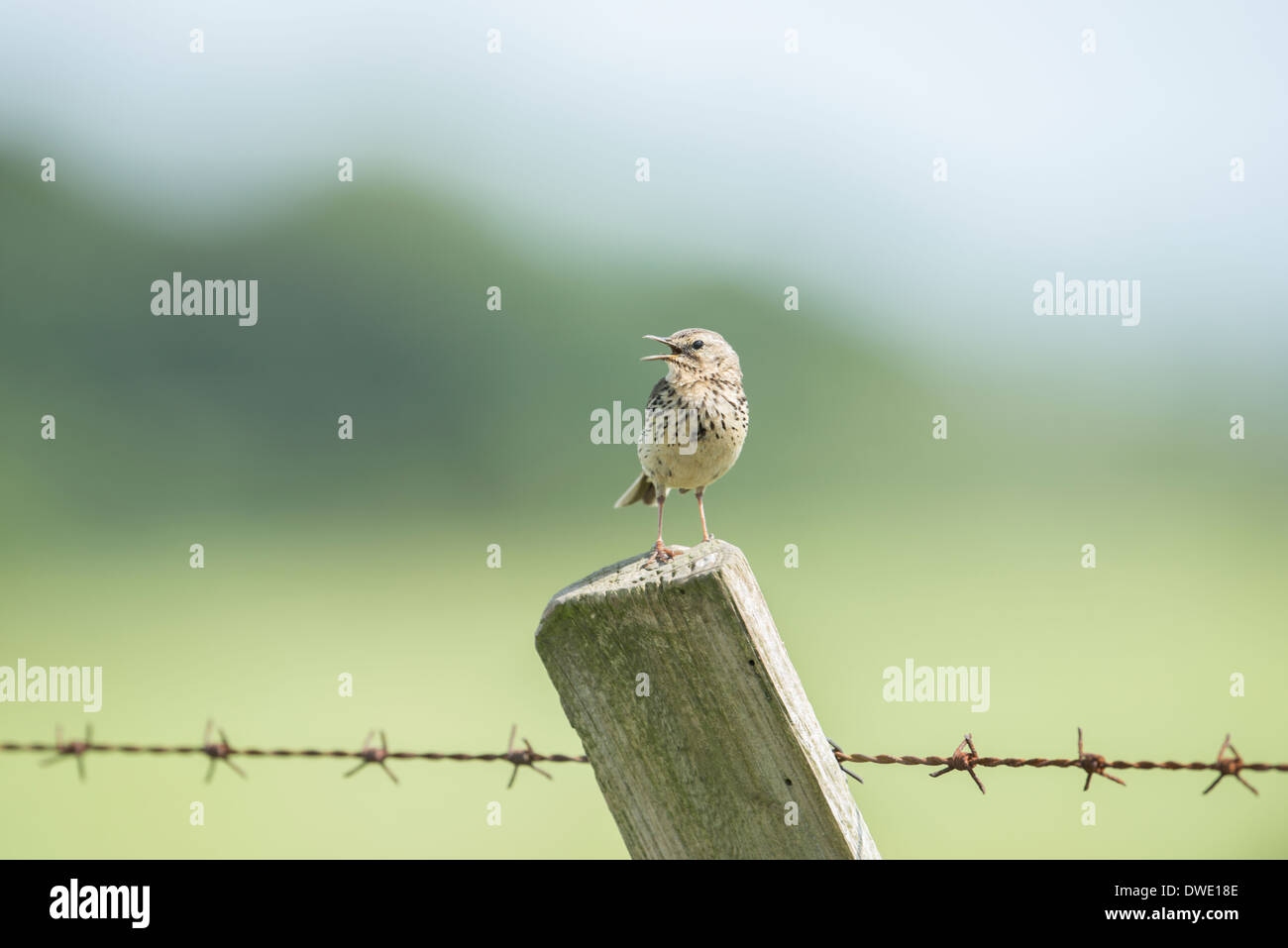 Meadow Pipit spioncelle (Anthus pratensis) sur le poteau de clôture de barbelés dans le parc national de Peak District, Derbyshire. Banque D'Images