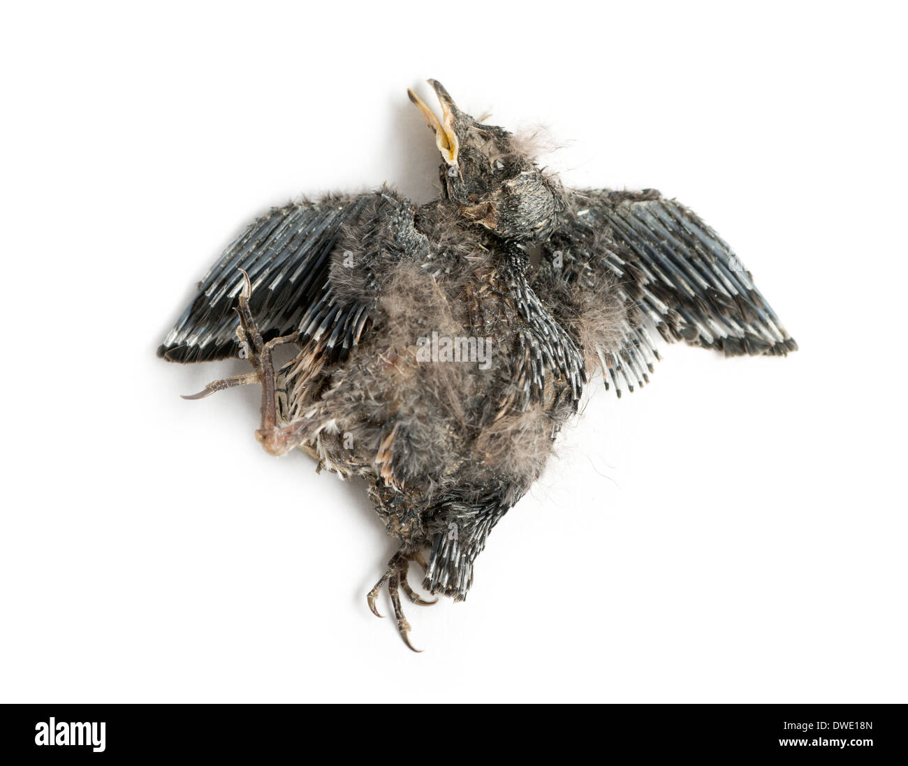 Bébé mort avaler en état de décomposition, Hirundinidae, in front of white background Banque D'Images