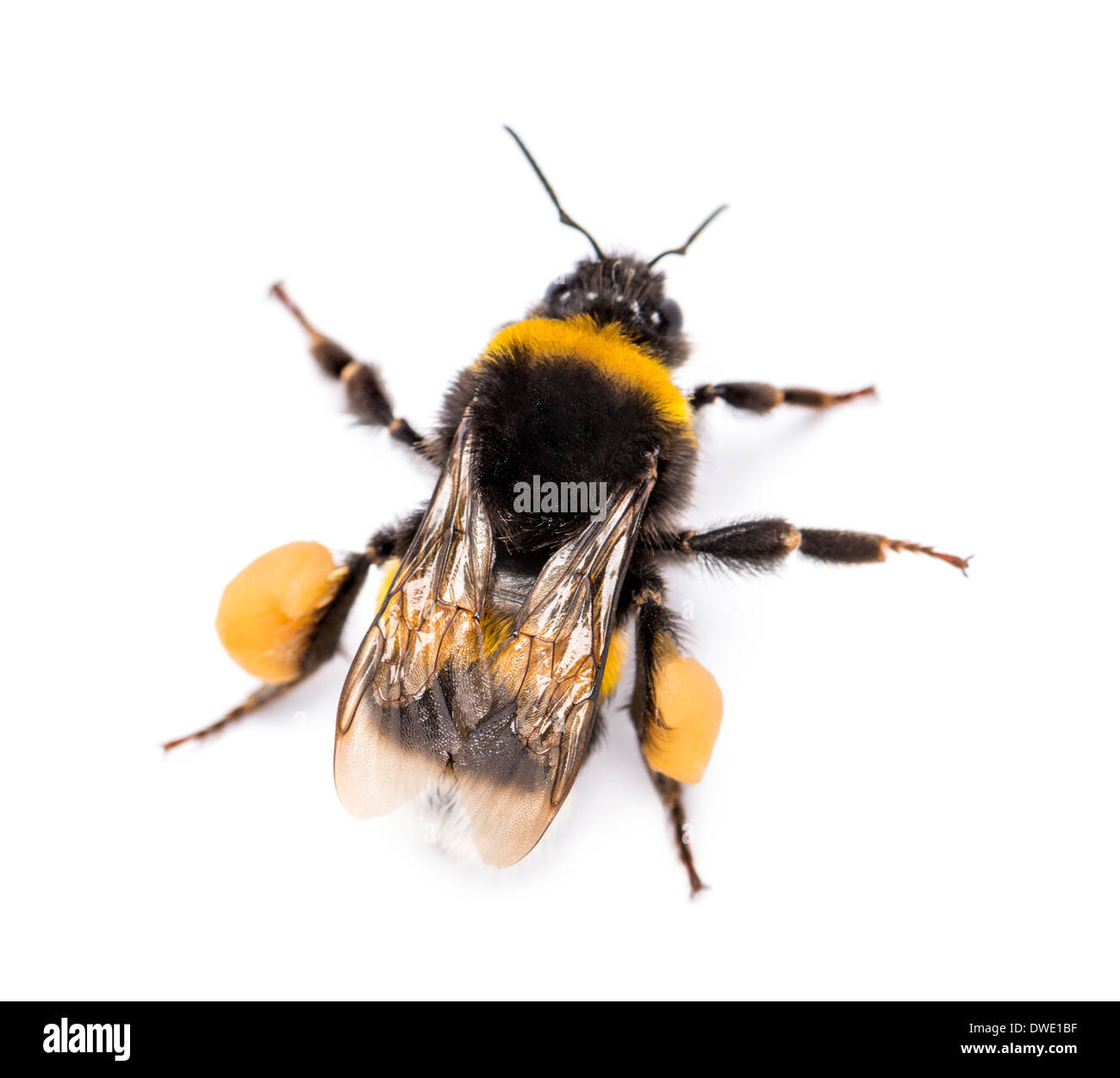 Vue depuis le haut d'un haut Buff-tailed bumblebee, Bombus terrestris, in front of white background Banque D'Images
