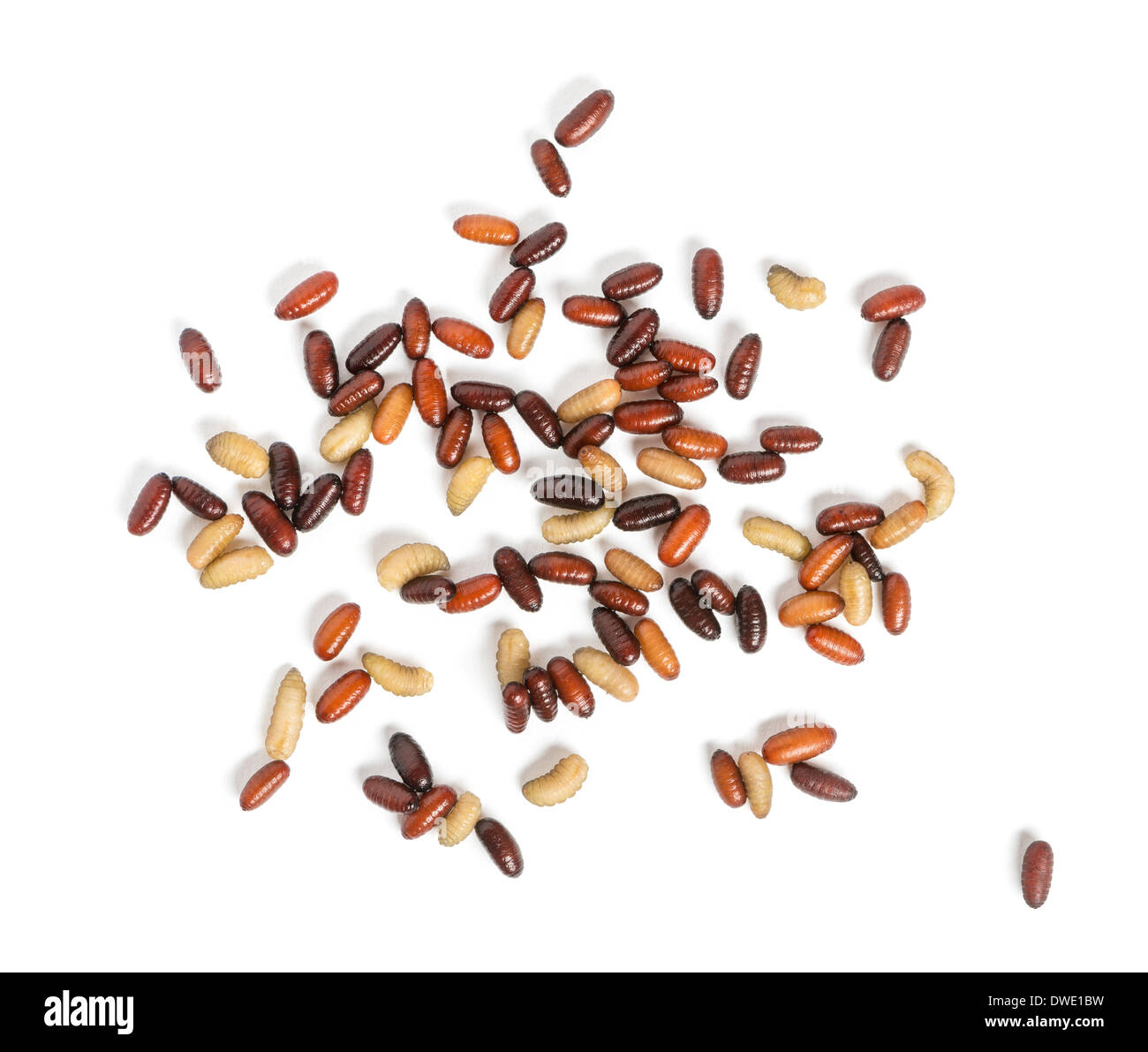 Les larves de mouche vu de très haut contre fond blanc Banque D'Images