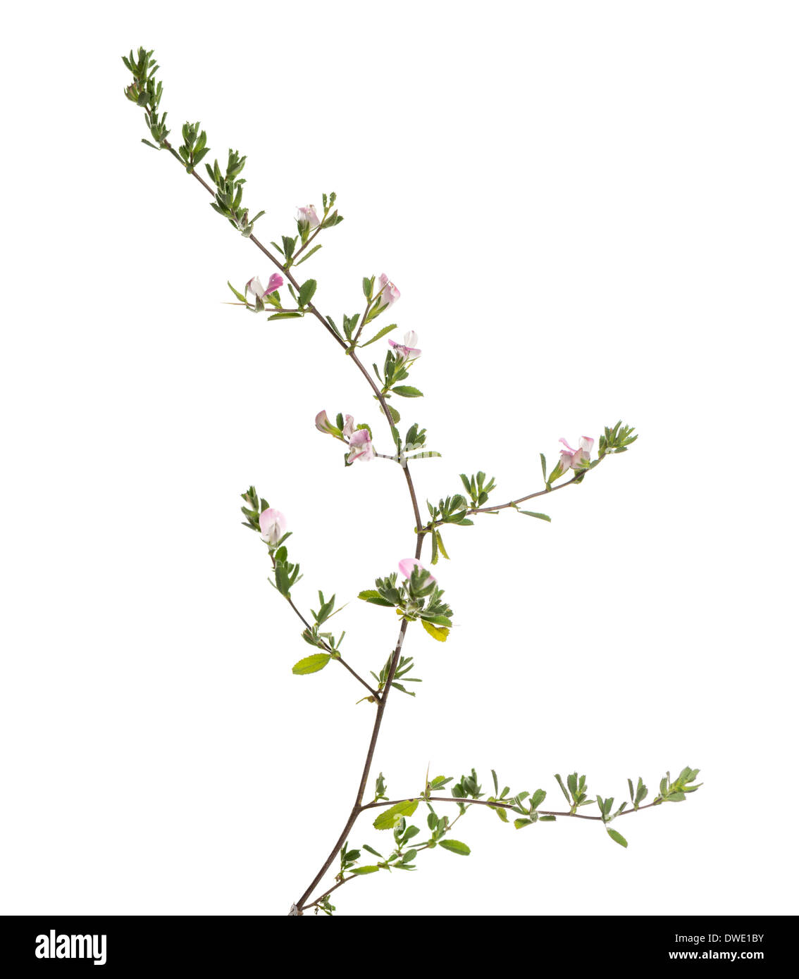 Fleurs sauvages in front of white background Banque D'Images