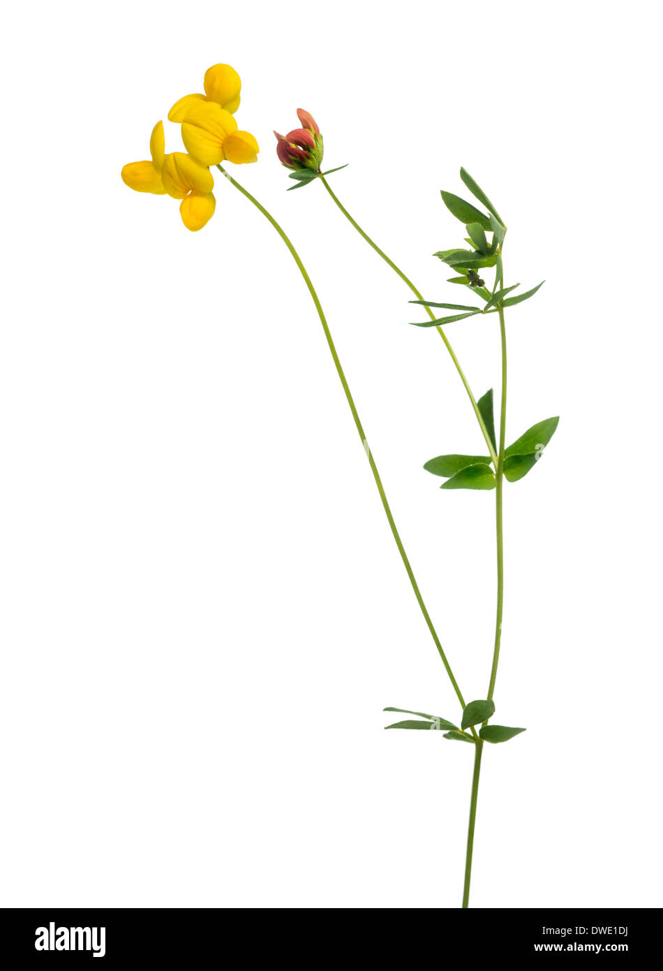 Fleurs sauvages in front of white background Banque D'Images