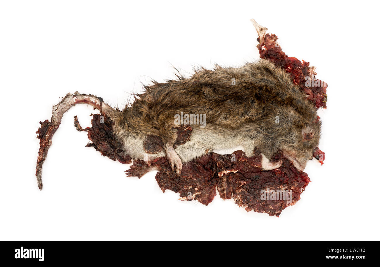 Roadkill Street rat en état de décomposition, Rattus norvegicus, in front of white background Banque D'Images