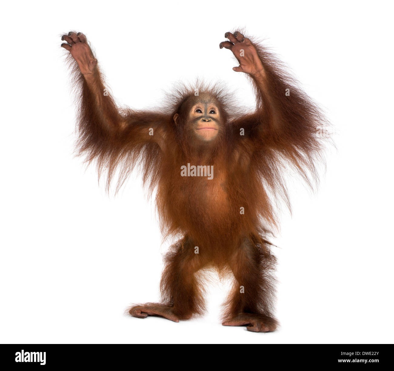 Les jeunes orang-outan comité permanent, pour atteindre le haut, Pongo pygmaeus, 18 mois, contre fond blanc Banque D'Images