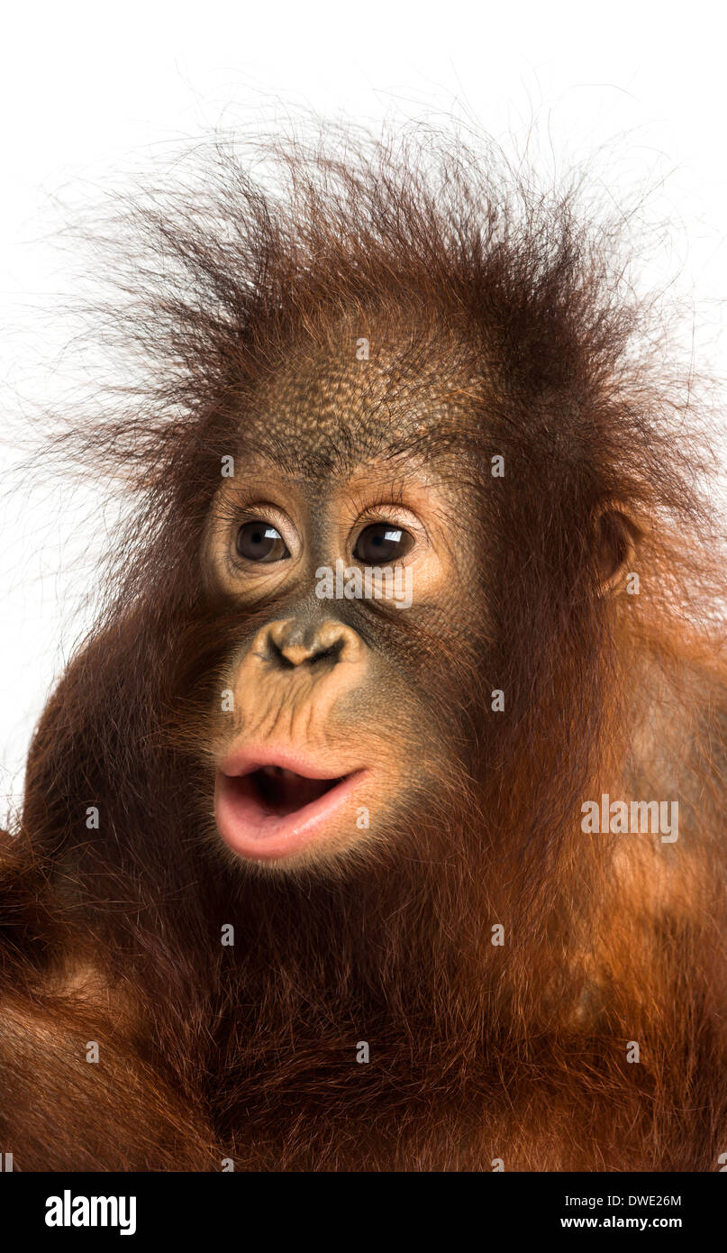 Close-up d'un jeune orang-outan, Pongo pygmaeus à surpris, 18 mois, contre fond blanc Banque D'Images