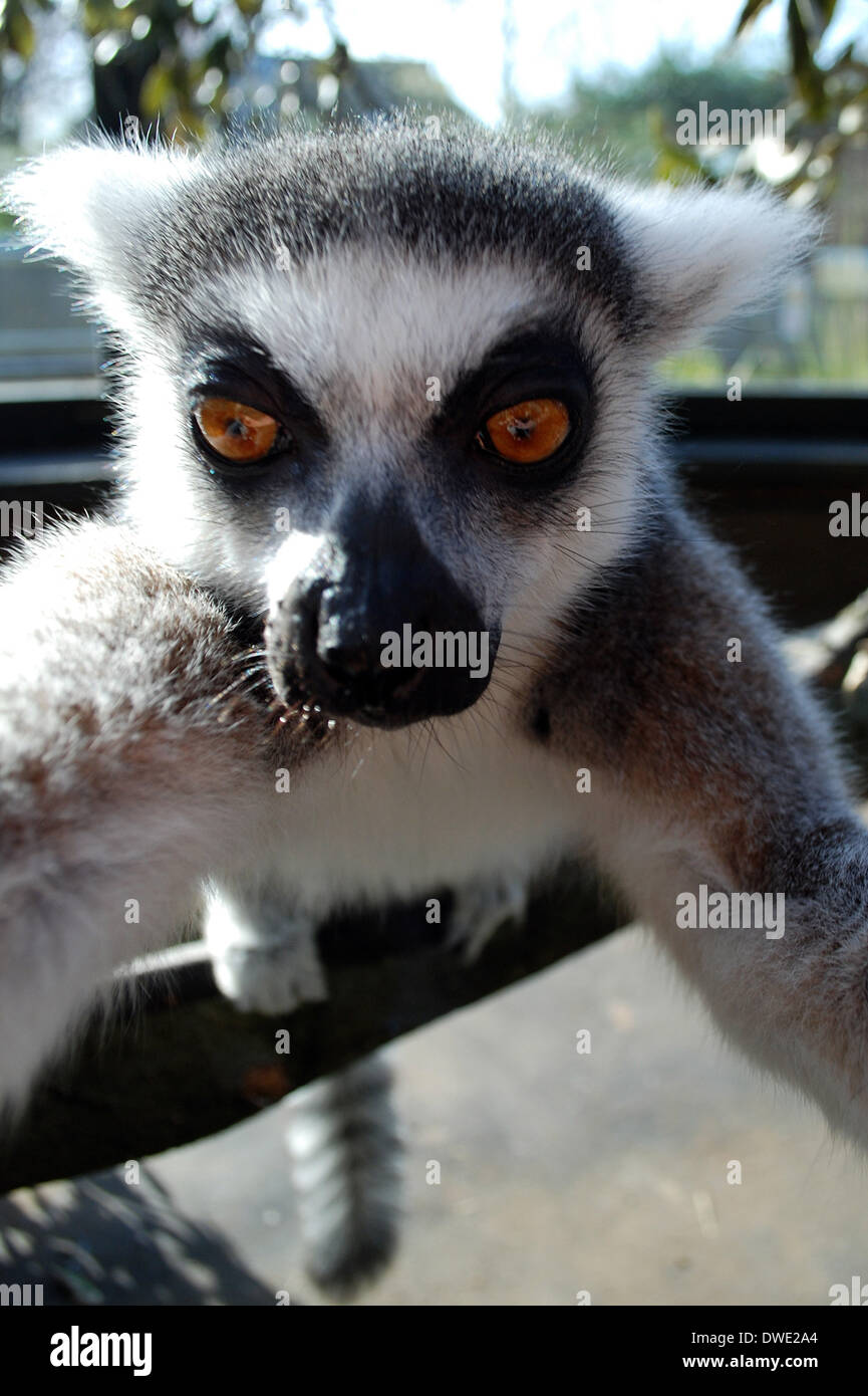 Londres, Royaume-Uni. 6 mars, 2014. ZSL London Zoo's ring-tail lémuriens, pris son propre 'selfies serpentine' seulement quelques jours après les Oscars' maintenant hôte-pic infâme a eu Twitter par tempête. photo par zsl london zoo supplyed par Brian jordan/Alamy Live News Banque D'Images