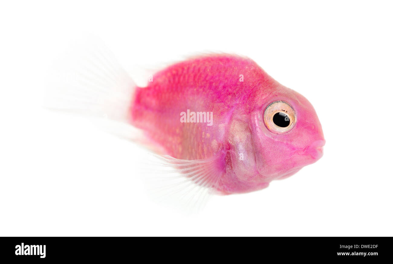 Vue latérale d'un poisson d'eau douce rose nage à contre fond blanc Banque D'Images