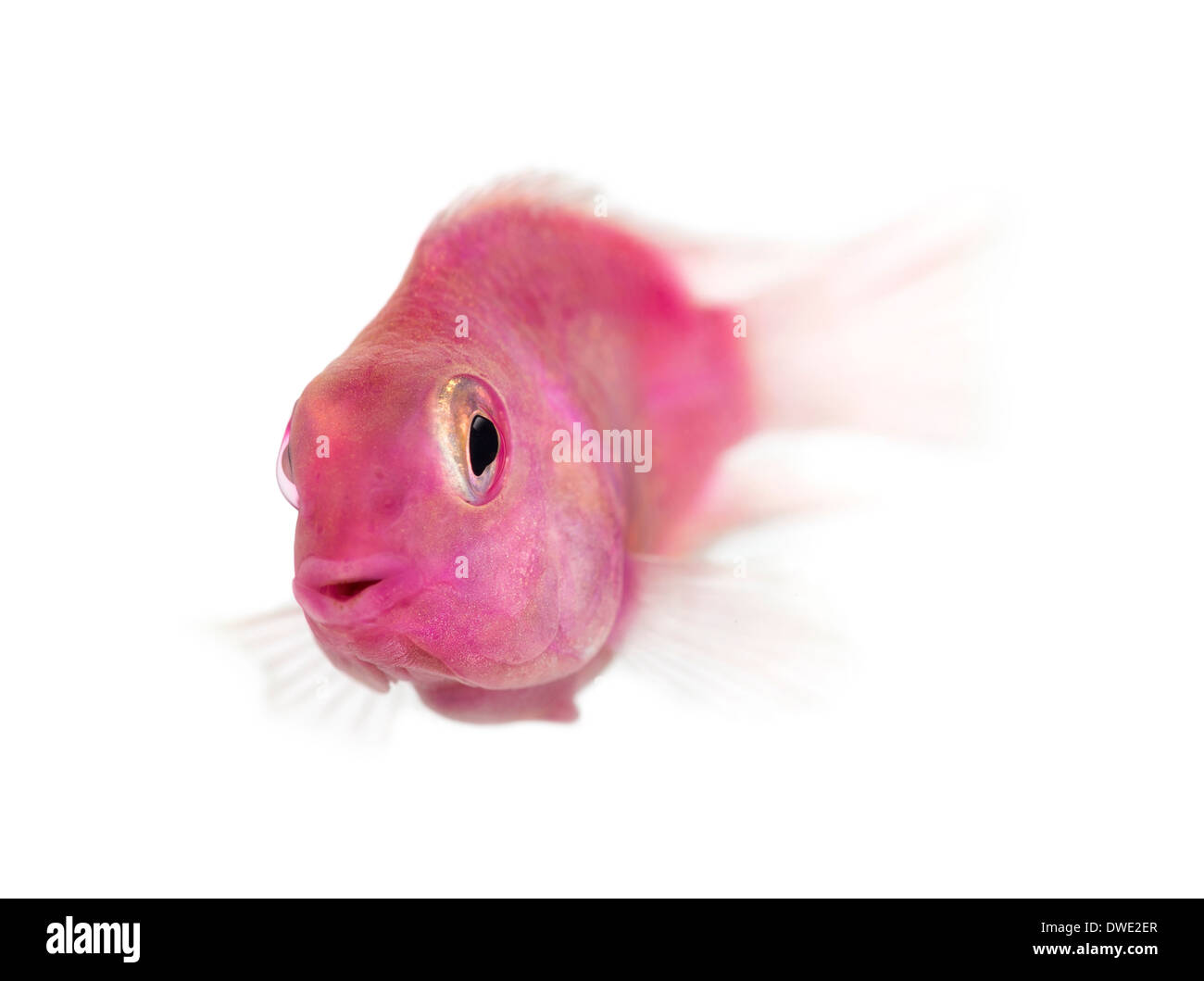 Poissons d'eau douce rose nage à contre fond blanc Banque D'Images