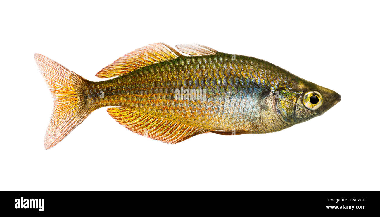 Vue latérale d'un Rainbowfish Melanotaenia splendida, splendida, against white background Banque D'Images