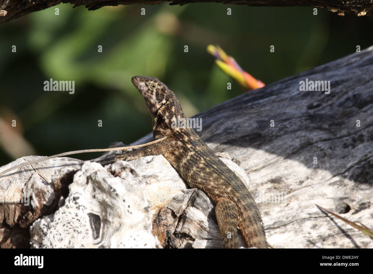 Leiocephalus carinatus le lézard curly Nord Banque D'Images