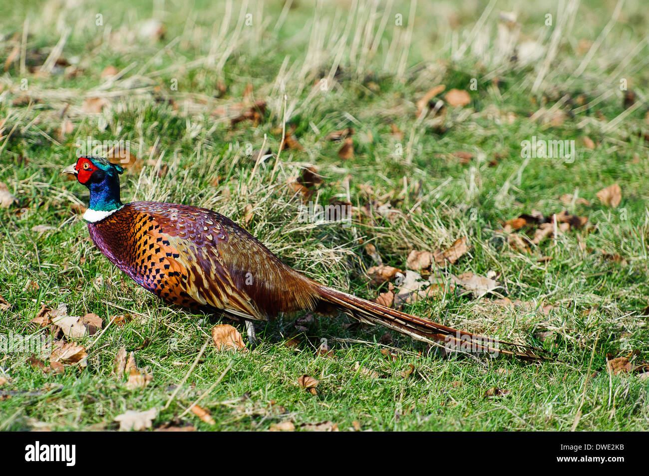 Faisan Royal Banque D Image Et Photos Alamy Faisan Royal Banque D Image Et Photos Alamy