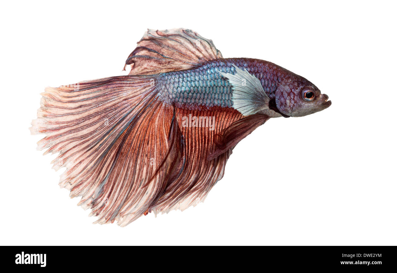 Vue latérale d'un poisson de combat siamois, Betta Splendens, against white background Banque D'Images