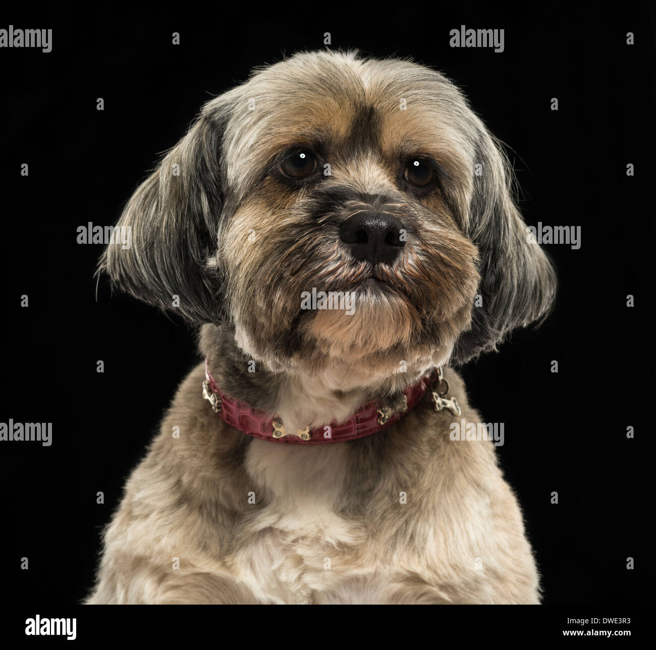 Close-up of a Lhasa Apso, sur un fond noir Banque D'Images