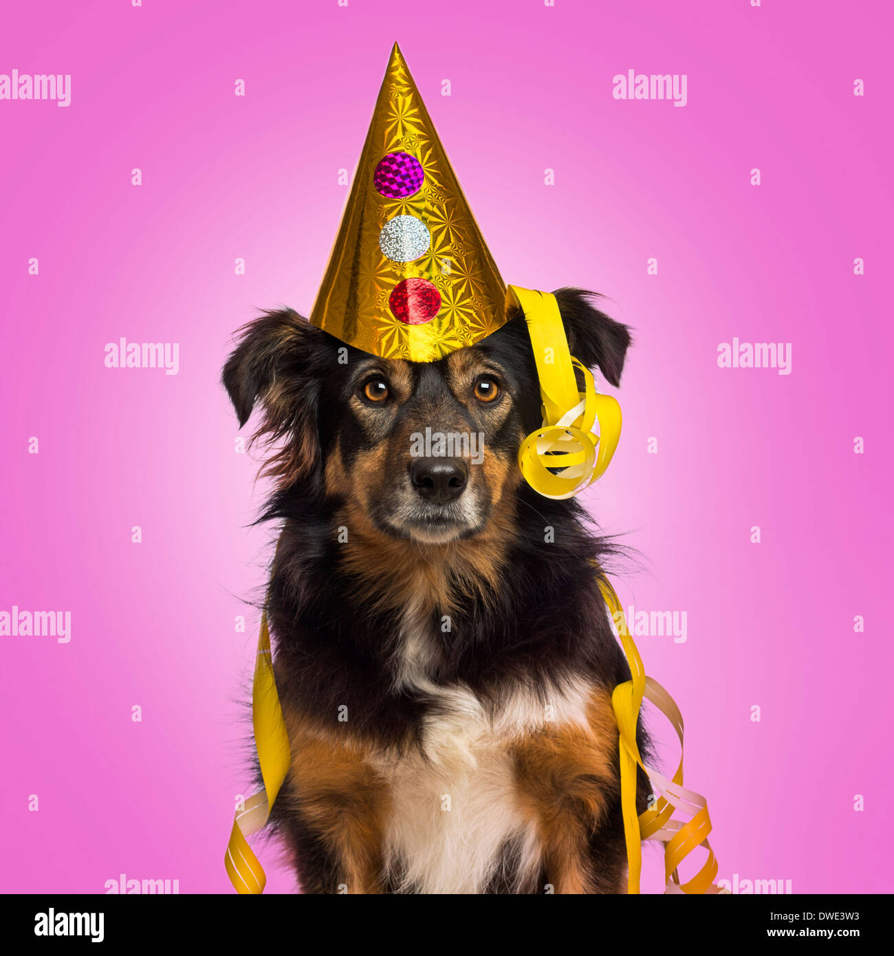 Close-up d'un border collie avec party hat et courants de face, regardant la caméra, sur fond rose Banque D'Images Close-up d'un border collie avec party hat et courants de face, regardant la caméra, sur fond rose Banque D'Images