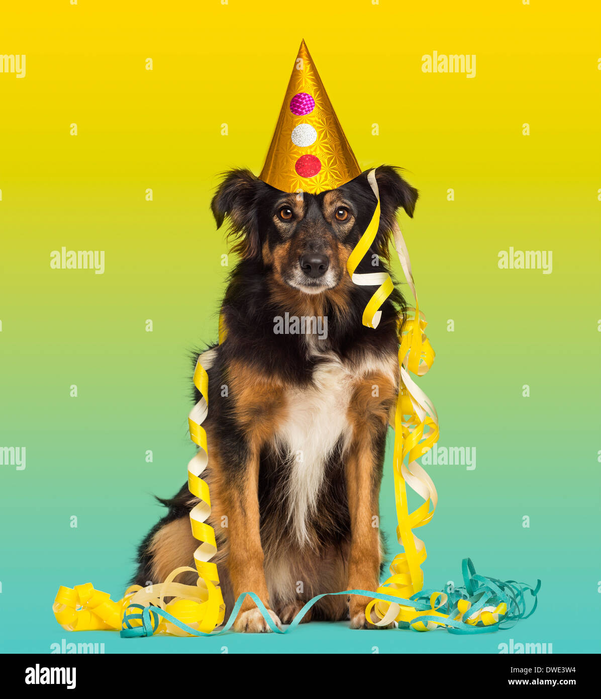 Close-up d'un border collie avec party hat et banderoles, assis sur un fond coloré Banque D'Images Close-up d'un border collie avec party hat et banderoles, assis sur un fond coloré Banque D'Images