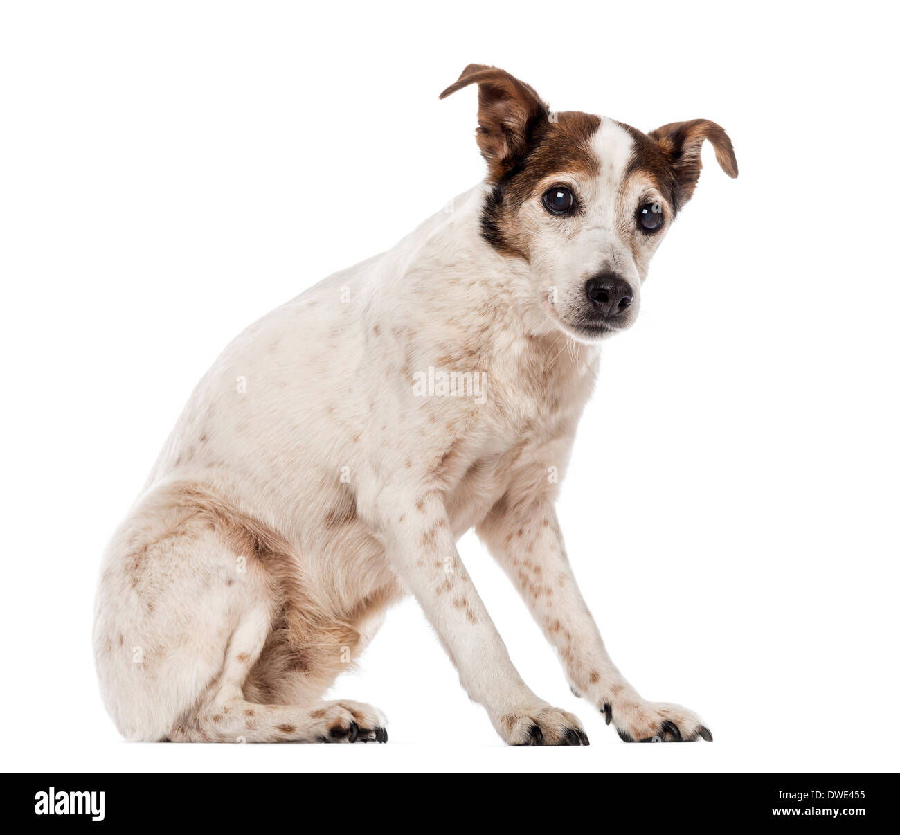 Vieux Jack Russell Terrier assis, regardant la caméra, 17 ans, contre fond blanc Banque D'Images