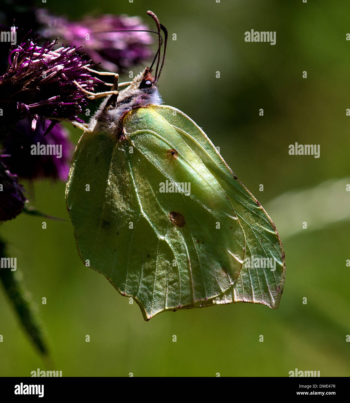 Femme papillon Brimstone Gonepteryx rhamni () sur thistle Banque D'Images