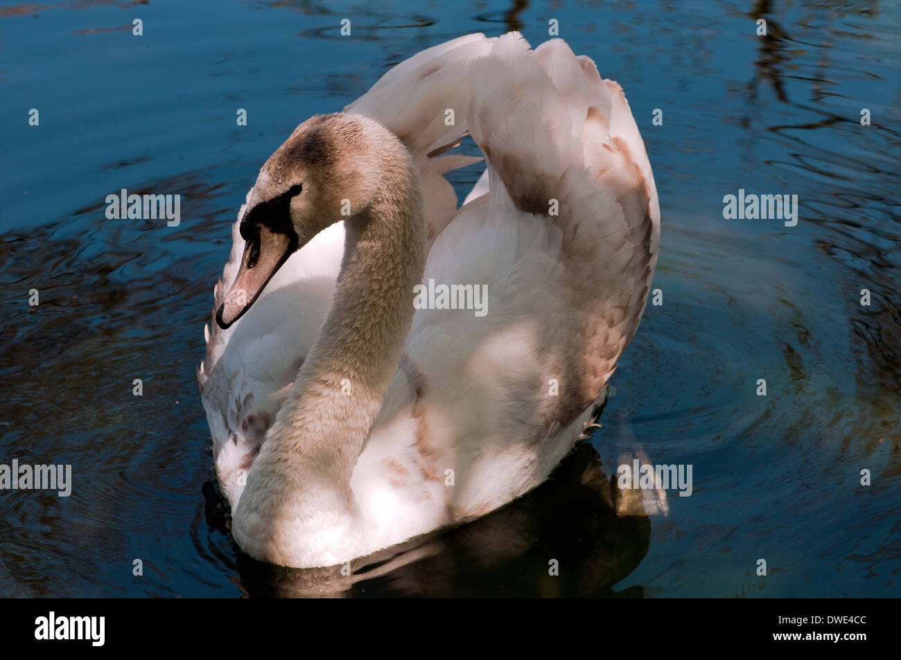 Bebe Cygne Banque D Image Et Photos Alamy