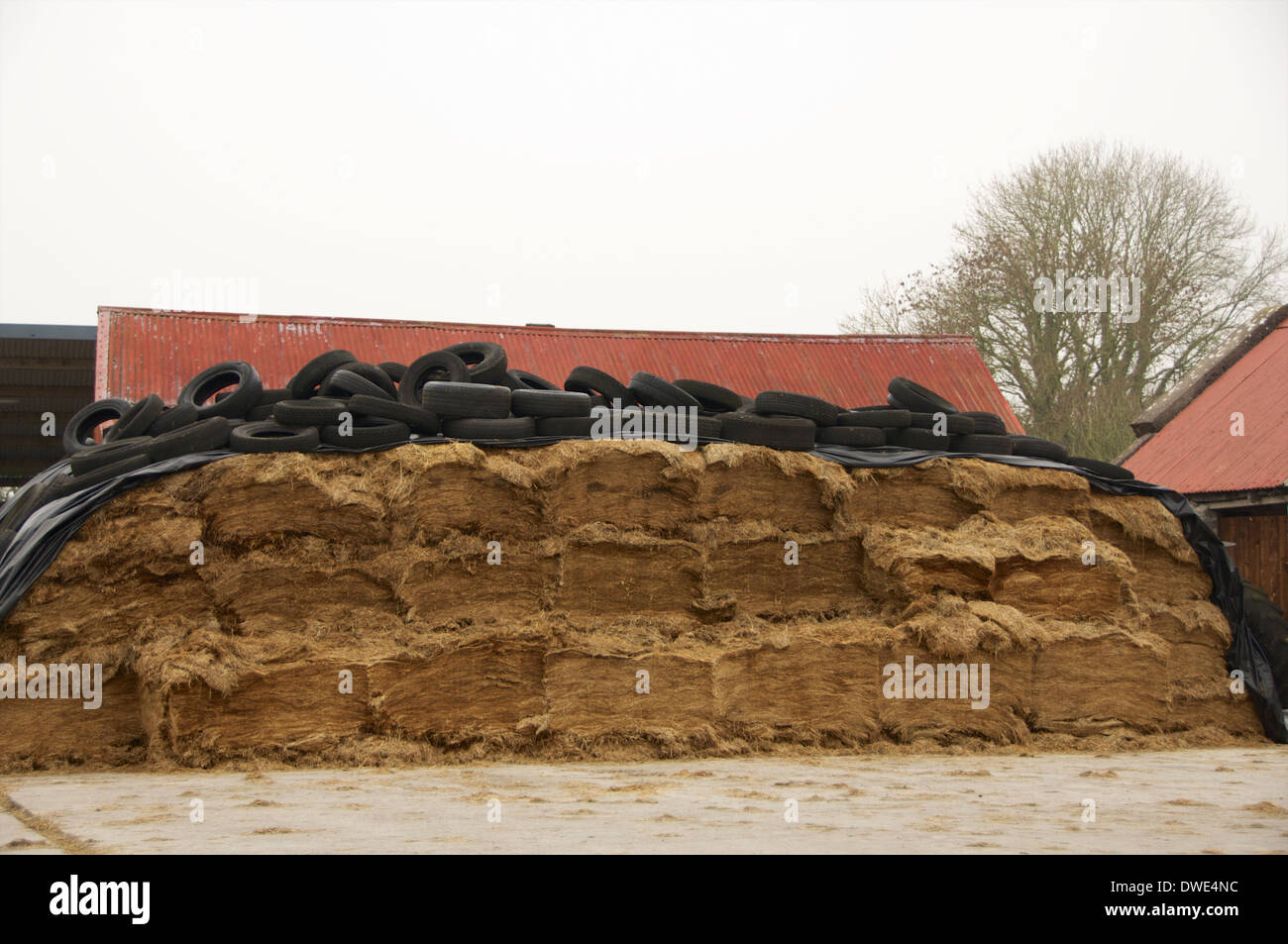 Une fosse d'ensilage dans les pneus dans une ferme dans l'ouest de l'Irlande. Banque D'Images