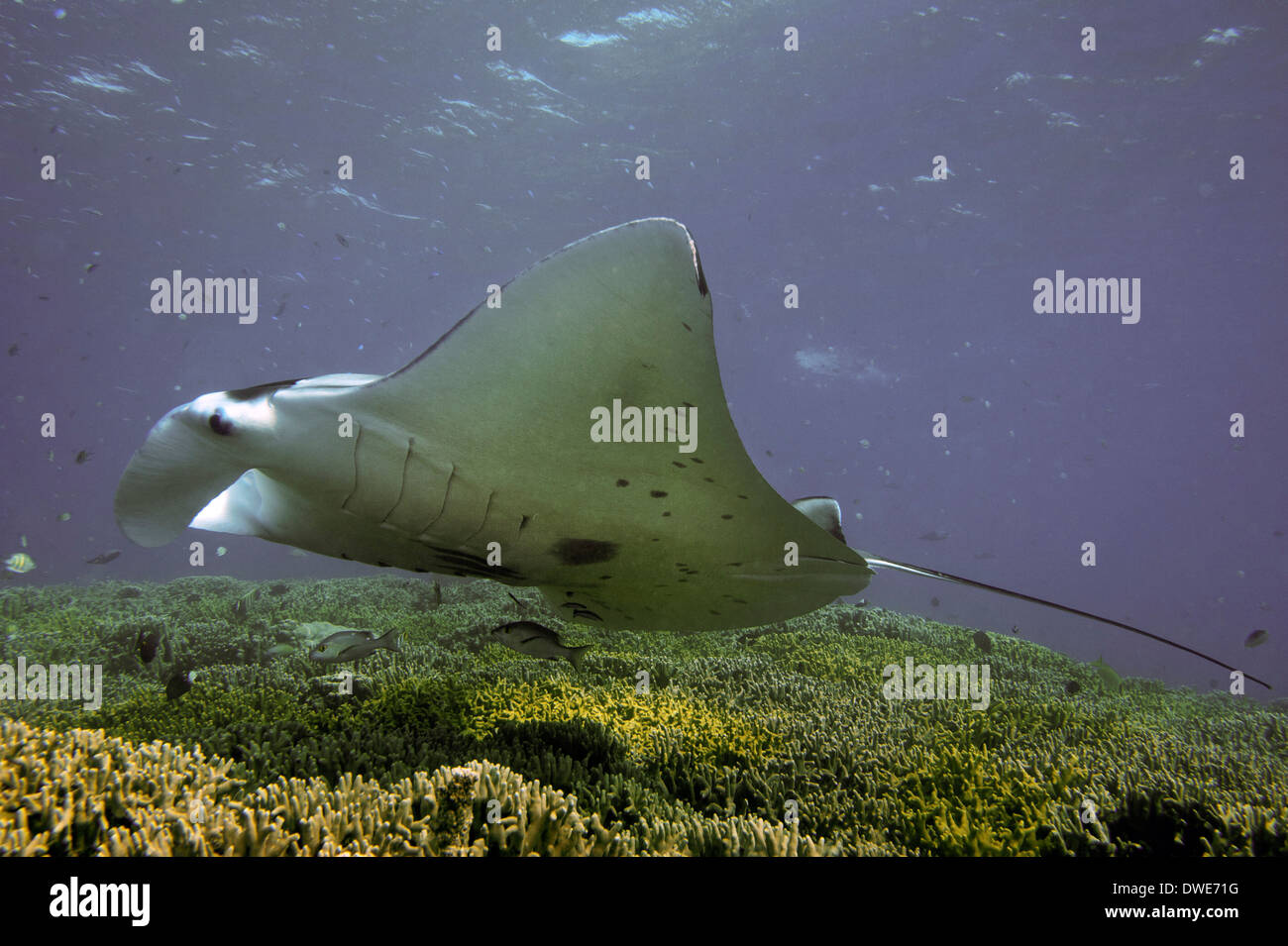 Manta Ray Manta birostris Micronésie Yap du Pacifique Banque D'Images