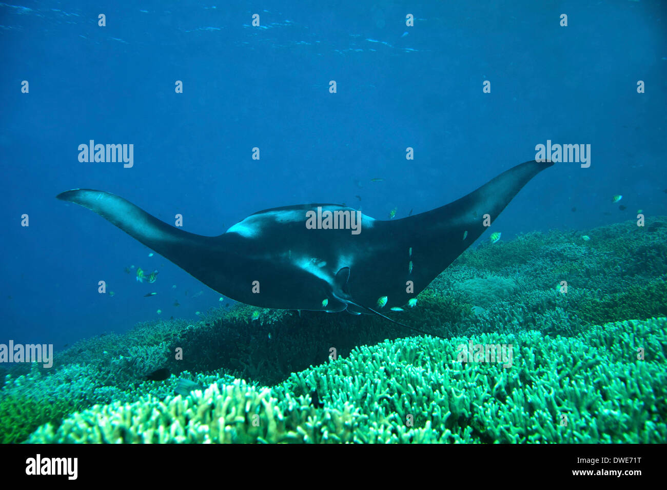 Manta Ray Manta birostris Micronésie Yap du Pacifique Banque D'Images