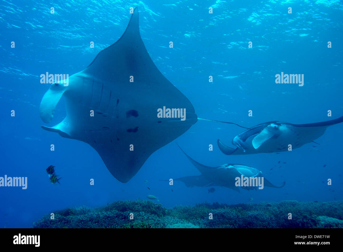 Manta Ray Manta birostris Micronésie Yap du Pacifique Banque D'Images