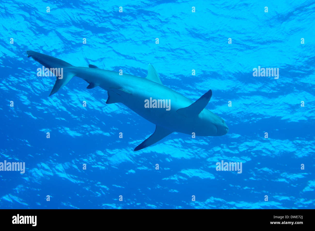 Carcharhinus amblyrhynchos requin gris de récif Yap Micronésie Banque D'Images