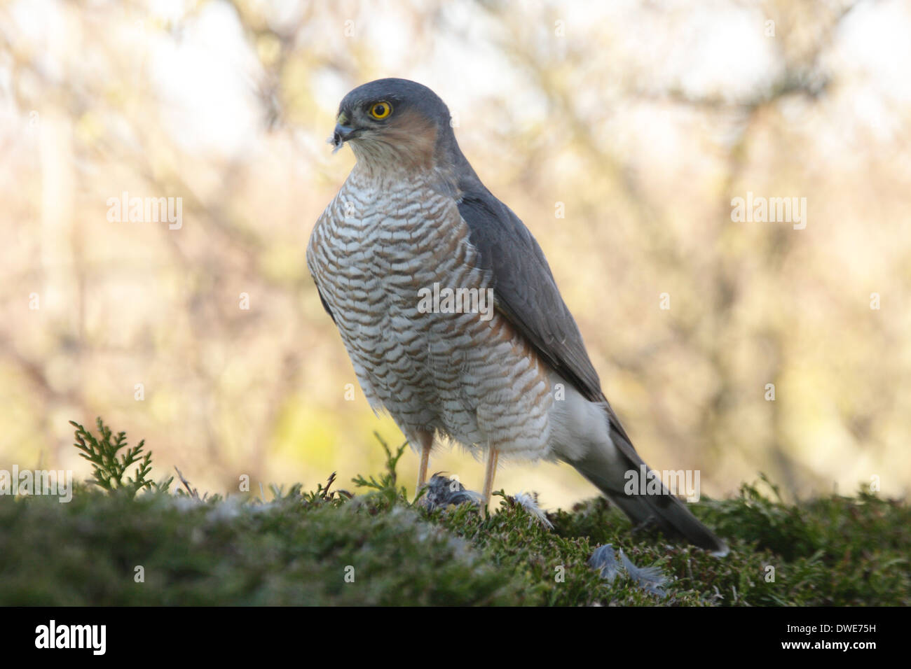 Blanche Accipiter nisus Scotland UK Banque D'Images