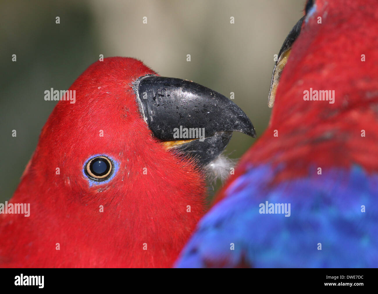 Recto verso rouge femelle Eclectus roratus Eclectus Parrot (close-up) Banque D'Images